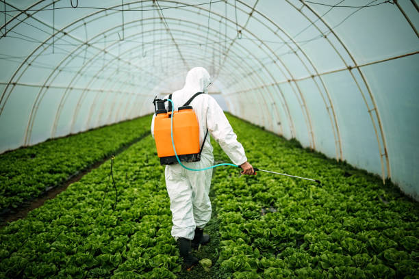 Best Affordable Pest Control Services  in Mount Vernon, IL