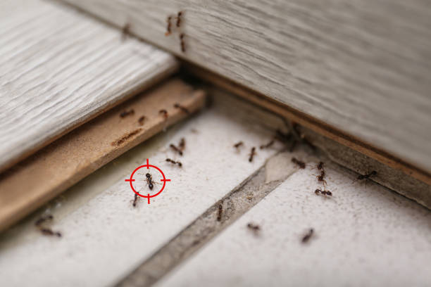 Best Best Pest Control Companies  in Mount Vernon, IL