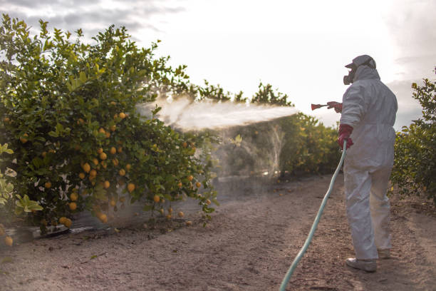Best Bed Bug Extermination  in Mount Vernon, IL
