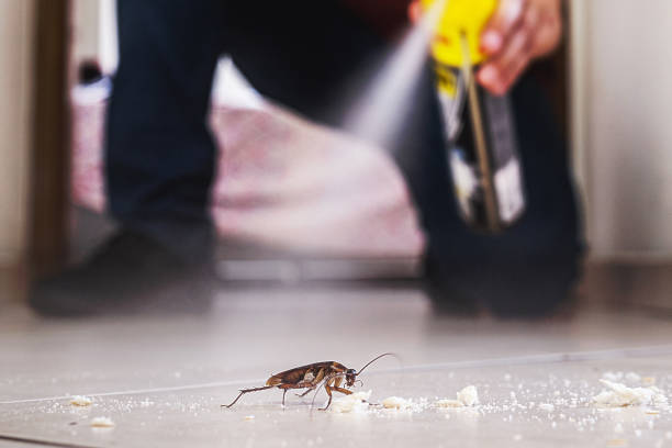 Best Insect Control  in Mount Vernon, IL