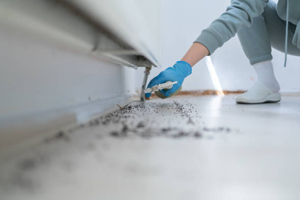 Best Wasp Removal Services  in Mount Vernon, IL